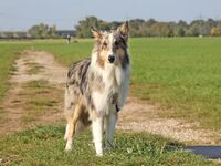 Bearbeitet Lassie (13)